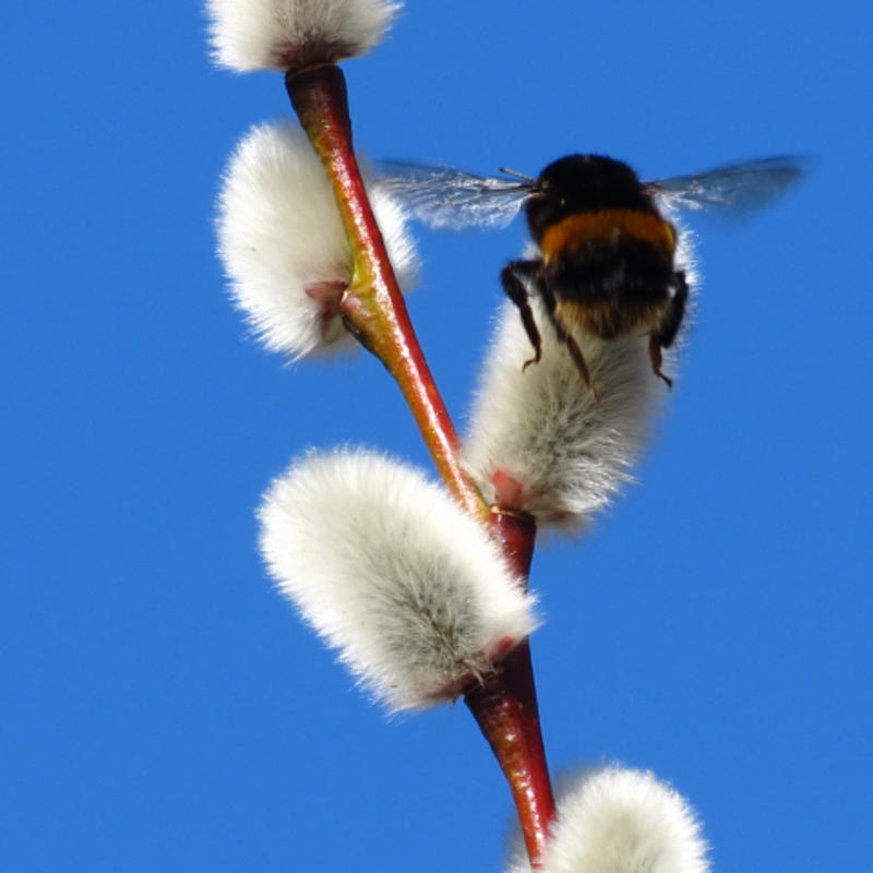 Bee on pussy willow oxford